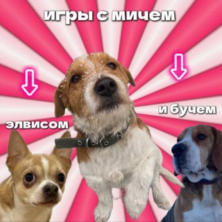 Логотип @plusdogs - игры с мичем