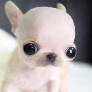 Логотип @plushsekai - plush sekai ֹ 🪽