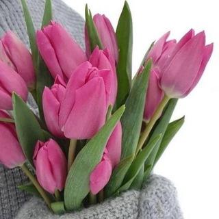 Логотип @plusnina_band - Шаблоны/фоны/стикеры/емоджи