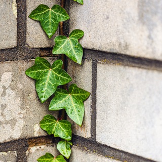 Логотип @plyushch_po_stene - Плющ по стене | Дом, дача - ремонт и строительство.