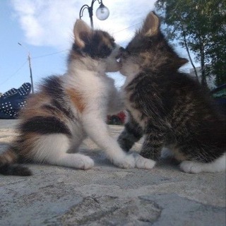 Логотип @pochemyyw - почему