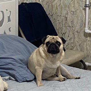 Логотип @podcast161 - БОНУС БАНДА