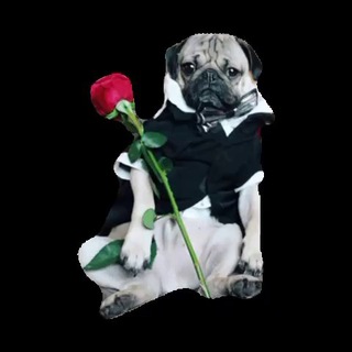 Логотип @podkatizdat - НИ ДАТЬ НИ ЗЯТЬ 🌹