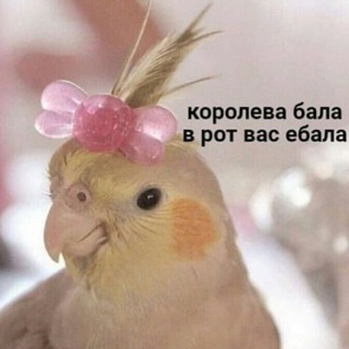 Логотип @podnosim - Поднялась на Таро