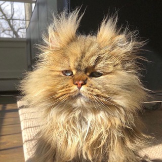 Логотип @podozritelka - Подозритель