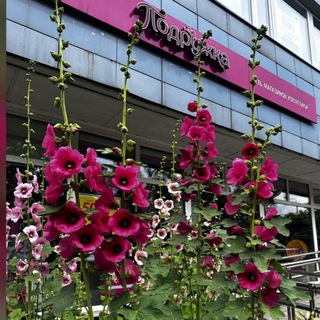 Логотип @podrujka116 - Sale Подружка 🛍️