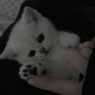 Логотип @podval_narko - Чатик Нарки
