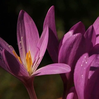 Логотип @poemstonight - Безвременник прекрасный