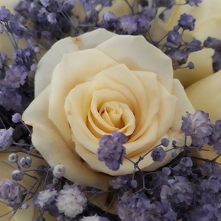 Логотип @poeziya_lekarstvo - Поэзия - души прекрасные порывы