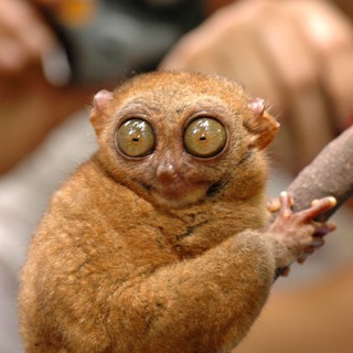 Логотип @pofigif - ПофиГИФки