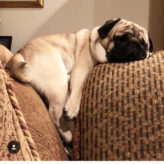 Логотип @pofigizmesthetics - Эстетика пофигизма