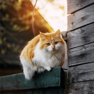 Логотип @poglushi - Прогулки по глуши