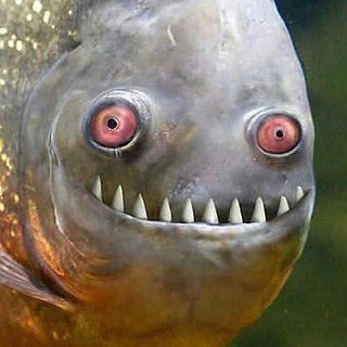 Логотип @pohdzen - Дзен-похуизм