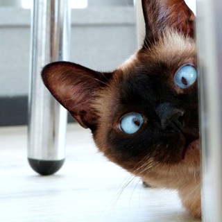 Логотип @pointrf - Смысл жизни