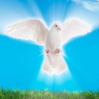 Логотип @poiskistiny8 - Slovo TV Царёва