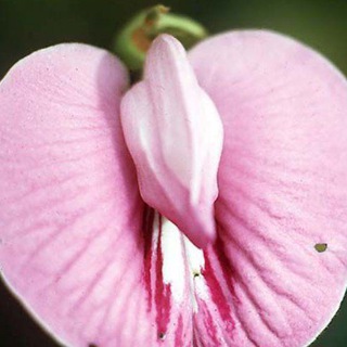 Логотип @pokazhipopug - та самая Л.А.