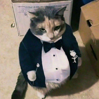 Логотип @poko_645 - Мемні опроси 😁