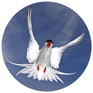 Логотип @polarnayakrachka - 🕊ПОЛЯРНАЯ КРАЧКА