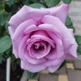 Логотип @polezno_777 - Доброе зеркало🪞