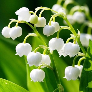 Логотип @polityka_konvaliya - Диванний батальйон «Конвалія»