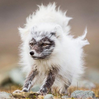 Логотип @polniyp - Стройный песец