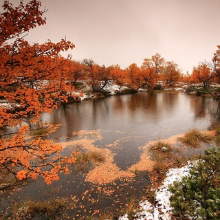 Логотип @polotno_24 - Polotno