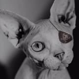 Логотип @polovoesozrevanie18 - Половое созревание 18+