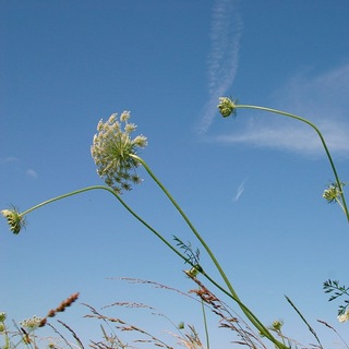 Логотип @polubi_svoyu_zemlu - Полюбить Свою Землю