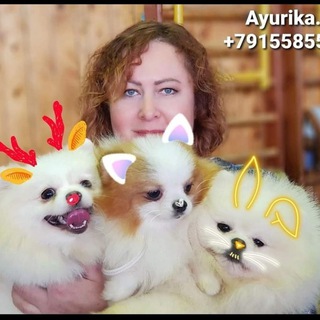 Логотип @pom_ayurika - Питомник Аюрика Продажа щенков шпица, ккчс, левреток, пуделя. Владелец и заводчик Алла Сергеева т.+79155855337 WhatsApp