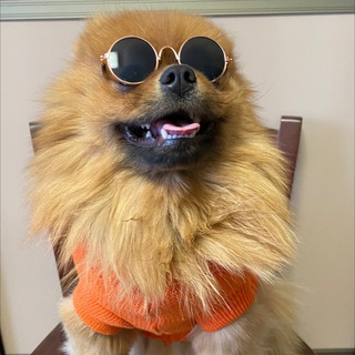 Логотип @pom_egorushka - Шпиц Егорушка