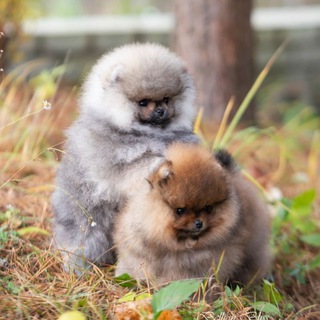Логотип @pomeranian_bellion_bliss - МИНИ БИШОН ( КОРЕЙСКИЙ МИНИ БИШОН) ПОМЕРАНСКИЙ ШПИЦ, 𝐊𝐞𝐧𝐧𝐞𝐥 𝐁𝐄𝐋𝐋𝐈𝐎𝐍 𝐁𝐋𝐈𝐒𝐒
