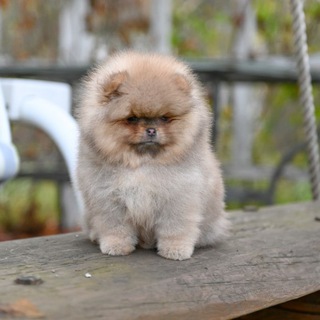 Логотип @pomeranianstarpom - Puppy pomeranian шпицы