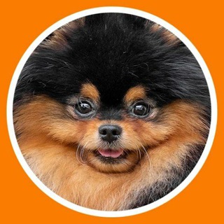 Логотип @pomforyou - ШПИЦЕЛЕНД ЖИЗНЬ