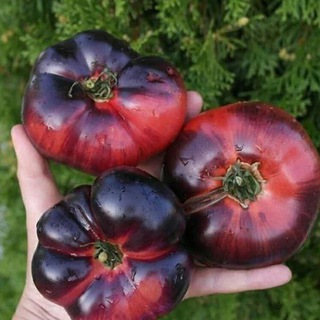 Логотип @pomidoromama3 - ПОМИДОРОМАМА ЖИЗНЬ