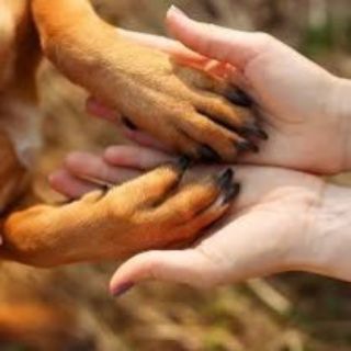 Логотип @pomish_animals_krim - Помощь животным Крыма 🐶🐱