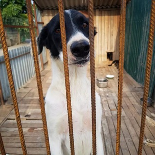 Логотип @pomogem_vmeste161 - Поможем животным🐕🐈 вместе! Ростов-на-Дону!