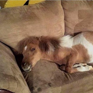 Логотип @pomogiteshevik - Даша смотрит кино