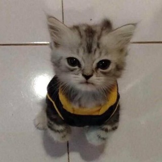 Логотип @ponboze0123p - обсуждение🫂🫶🏿