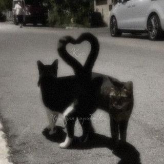 Логотип @pondaemkr - Котики 💗
