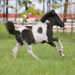 Логотип @poni_planernaya - МАУ ДО "СШ "Планерная"