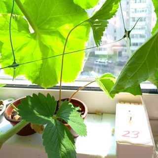 Логотип @ponics_doc - Гидропоника (документация)