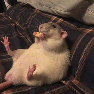 Логотип @ponytownpodval - ー¦Пони•Таун•Подвал¦ー