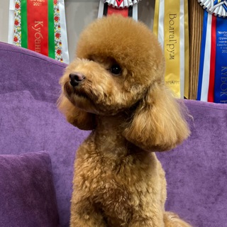 Логотип @poodle_first_chat - Питомник Из Династии Звезд