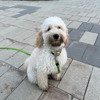 Логотип @poodle_sky - Скай и его жизнь с кайфом✨