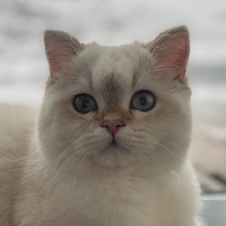 Логотип @poohthecutestcat - Просто ПУХ