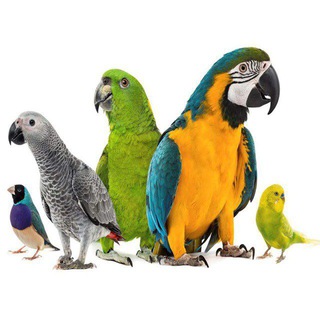 Логотип @popugay_info_chat - Popugay_info Chat