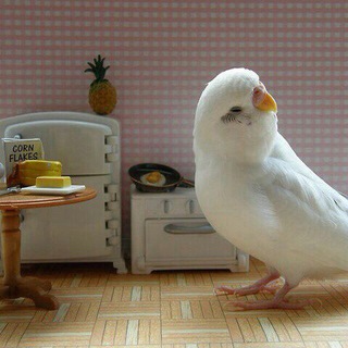 Логотип @popugi - Popugi