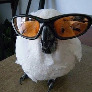 Логотип @popugia - Попугай Аркадий