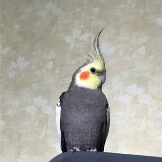 Логотип @popugii_chat - Чат попуг