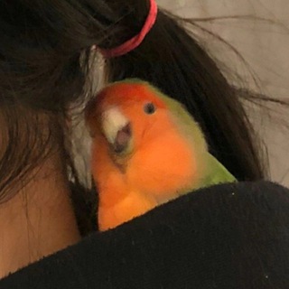 Логотип @popugtg - милые попуги